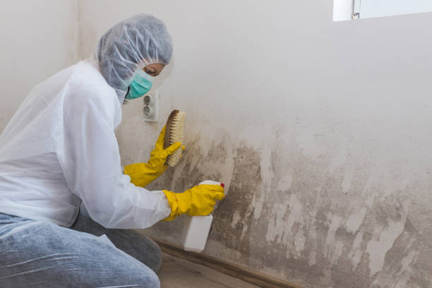 Mold Removal and Inspection in Morgan Hill, CA