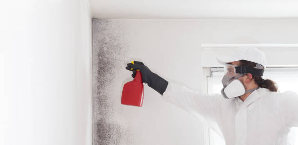 Best Same-Day Mold Removal  in Morgan Hill, CA