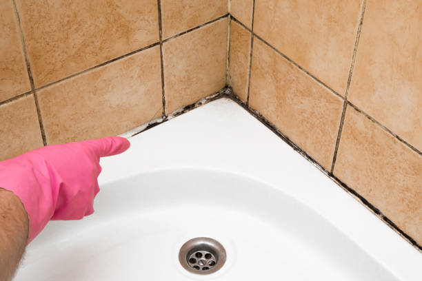 Best Fast Mold Removal  in Morgan Hill, CA